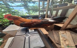 Chickens poultry for sale: Welsummer bantam Cockerell for sale £15 - Image 7