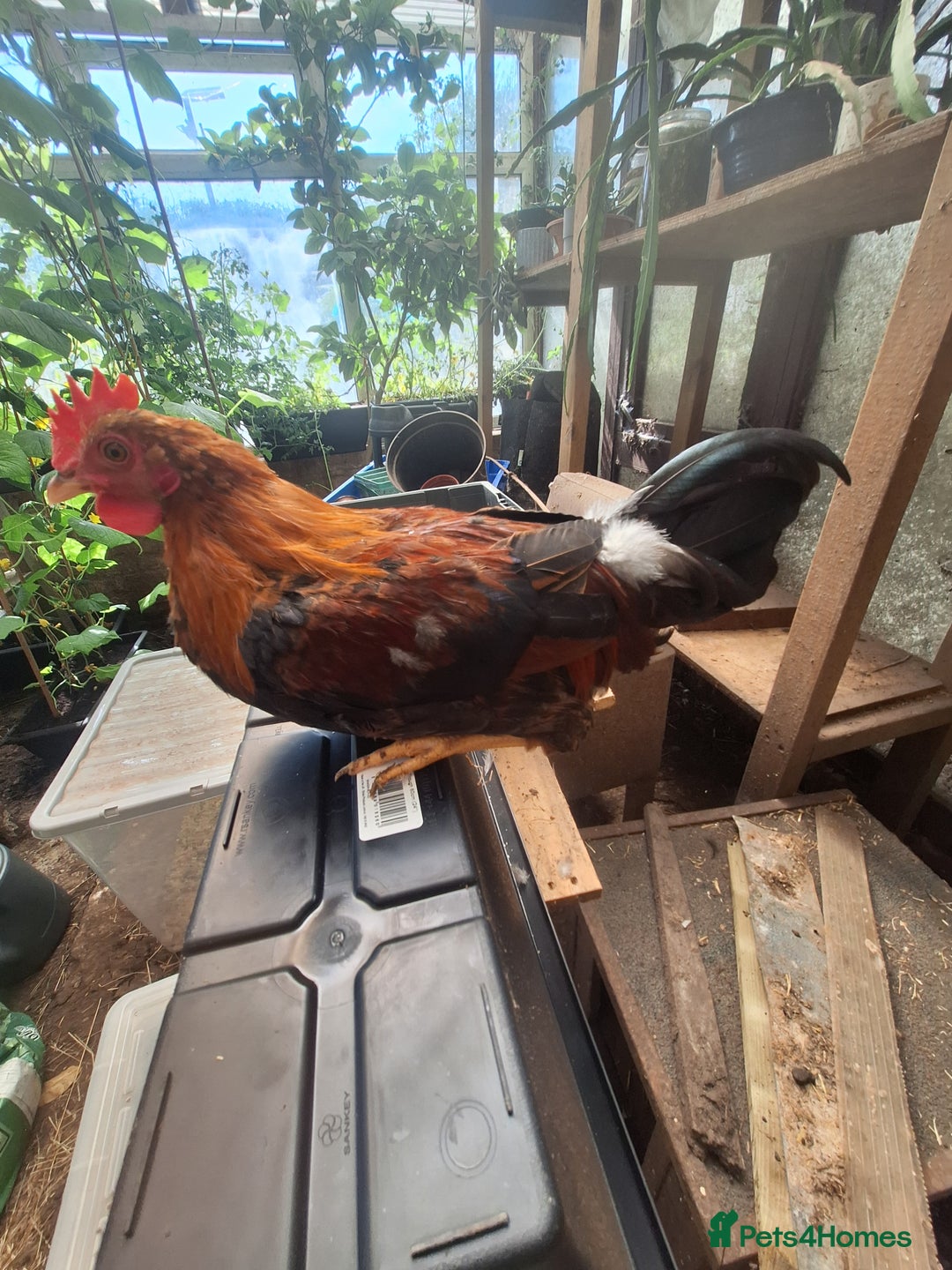 Chickens poultry for sale: Welsummer bantam Cockerell for sale £15 - Image 7
