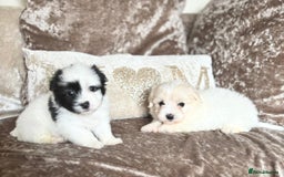Coton De Tulear dogs for sale: Coton de Tulear puppies  - Image 21