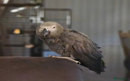 Parrots birds for sale: African grey parrot - Image 3