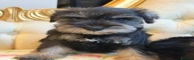 Miniature Schnauzer 1