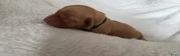 Labrador Retriever dogs for sale: ‼️Gorgeous DARK fox red Labrador puppies‼️ - Advert 18