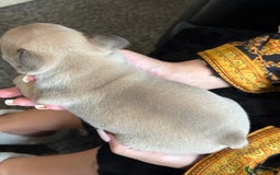 French Bulldog dogs for sale: Well bred French Bulldog Puppies  - Image 23