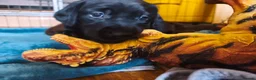 Labrador Retriever dogs for sale: Labrador Puppies Black & Chocolate Ready 31st Oct - Advert 11