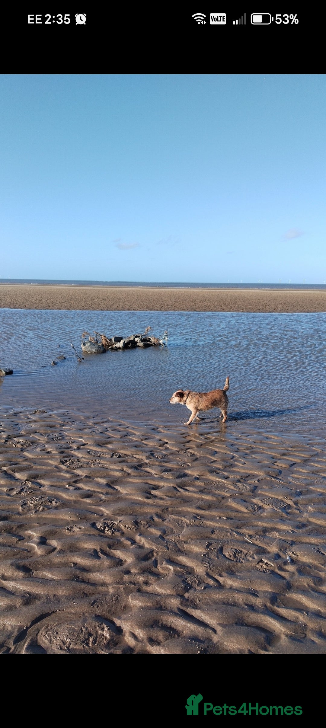 Mixed Breed dogs for sale: Charming Litter of Border Lakeland Puppies - Advert 3