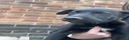 Mixed Breed dogs for sale: Collie x Wheaton greyhound pup  - Advert 3