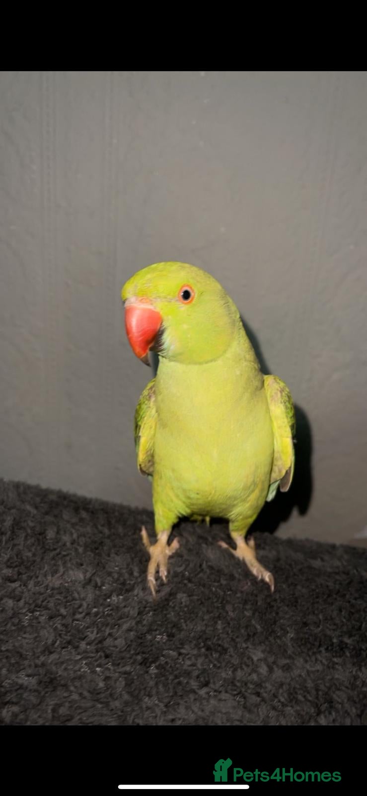 Ringnecks birds Green Indian ringnecks parrot  - Advert 7