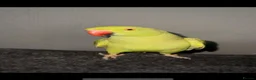 Ringnecks birds for sale: Green Indian ringnecks parrot  in Birmingham - Advert 1