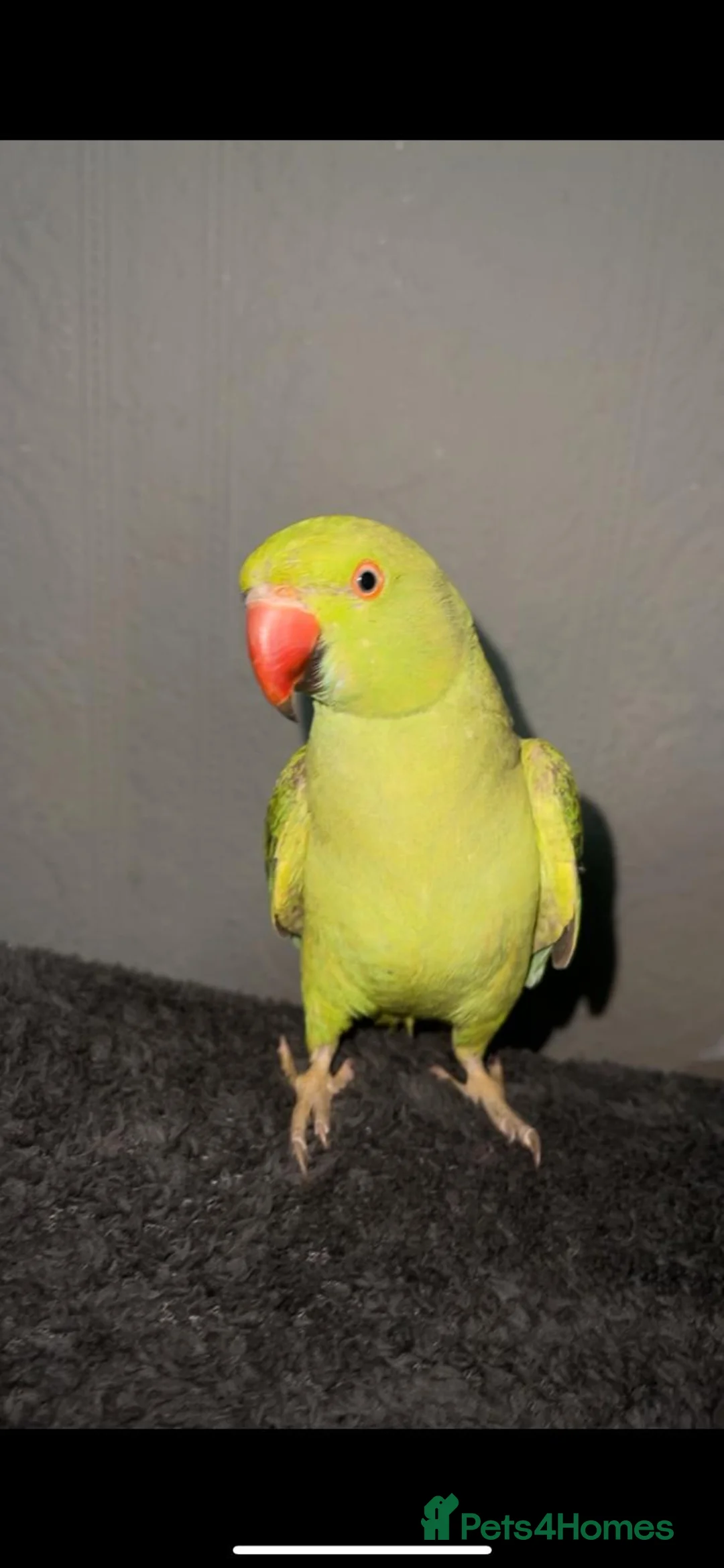 Ringnecks birds for sale: Green Indian ringnecks parrot  in Birmingham - Advert 1