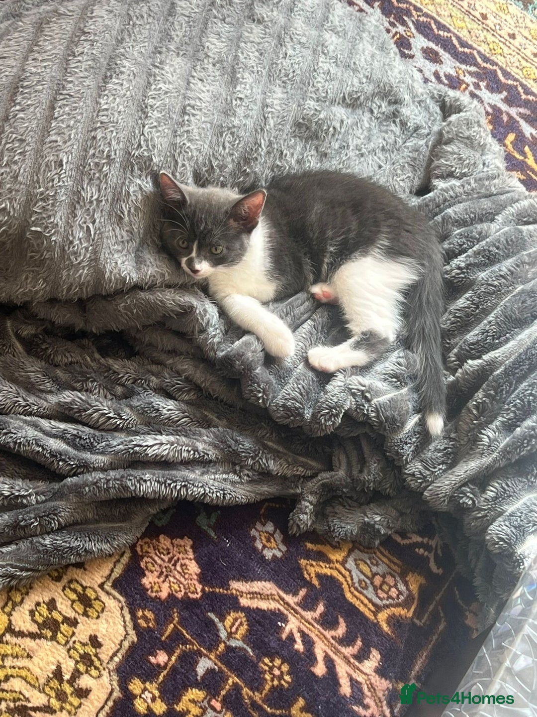 Mixed Breed cats for sale: Beautiful Long-Haired Mixed Breed Kittens 2 Boys - Image 4