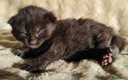 Maine Coon cats for sale: MAINE COONE KITTENS POLYDACTYL&NON POLYDACTYL   - Advert 32