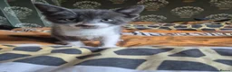 Domestic Shorthair cats for sale: Kittens ready for their forever home - Advert 6