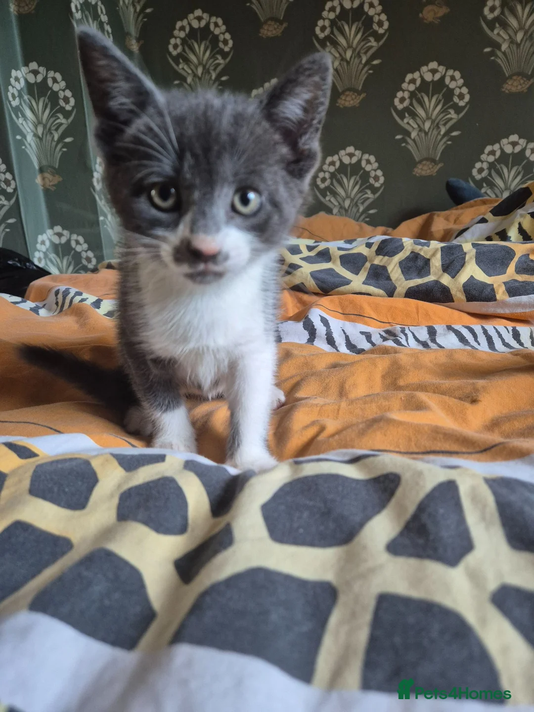 Domestic Shorthair cats for sale: Kittens ready for their forever home - Advert 6