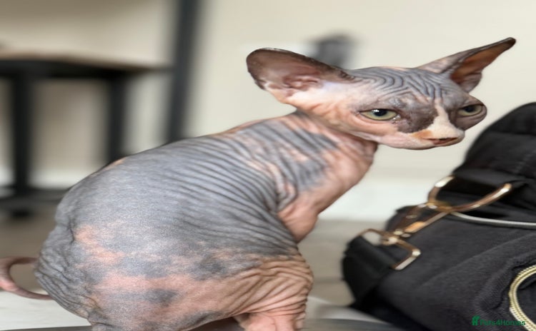 Sphynx cats - Advert 10