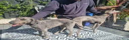 Bedlington Terrier dogs for stud: Blue.  Bedlington terrier for stud  CT Clear   - Advert 6