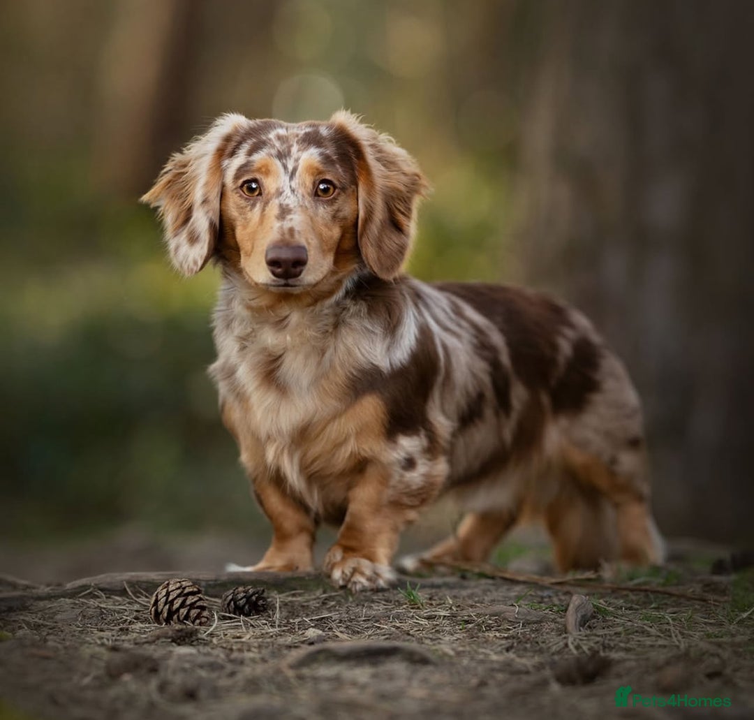 Miniature Dachshund dogs for sale: Miniature Long Haired Dachshund **Last Boy** in Saint Helens - Image 17
