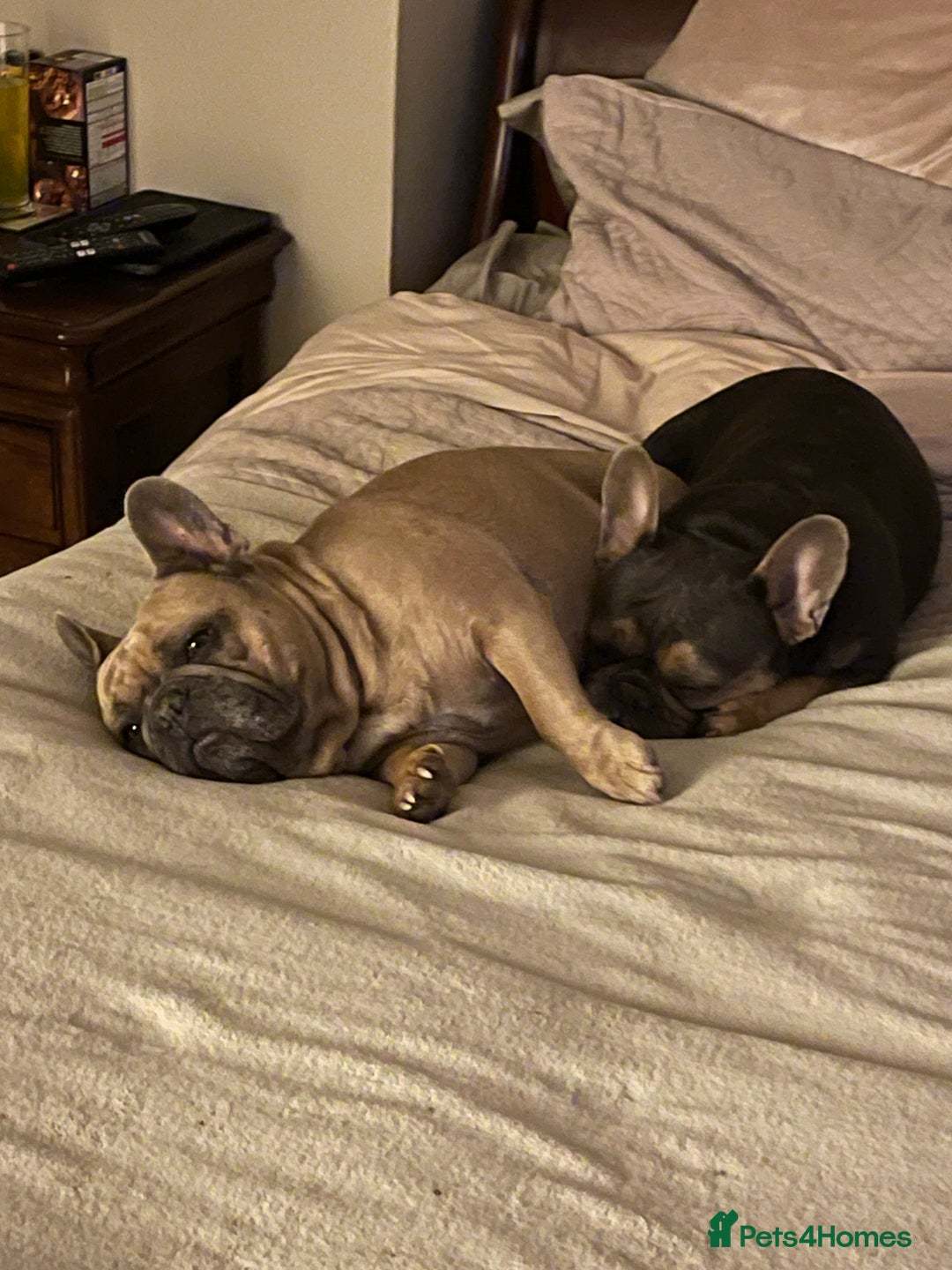 French Bulldog dogs for sale: Kallie  - Advert 10
