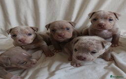 American Bully dogs for sale: Pocket Bully Puppies For Sale📲✅ - Image 6