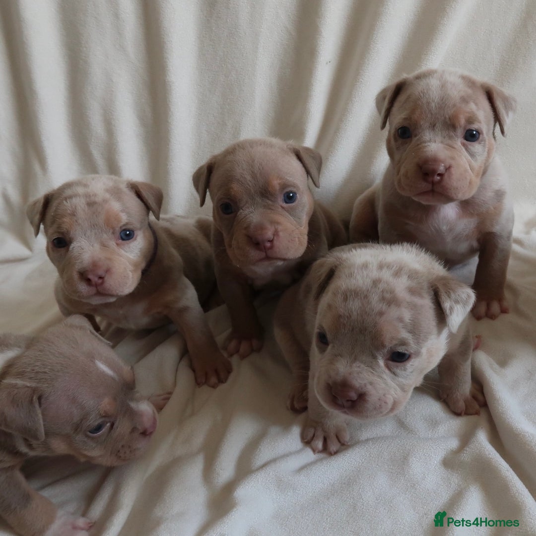 American Bully dogs for sale: Pocket Bully Puppies For Sale📲✅ - Image 6