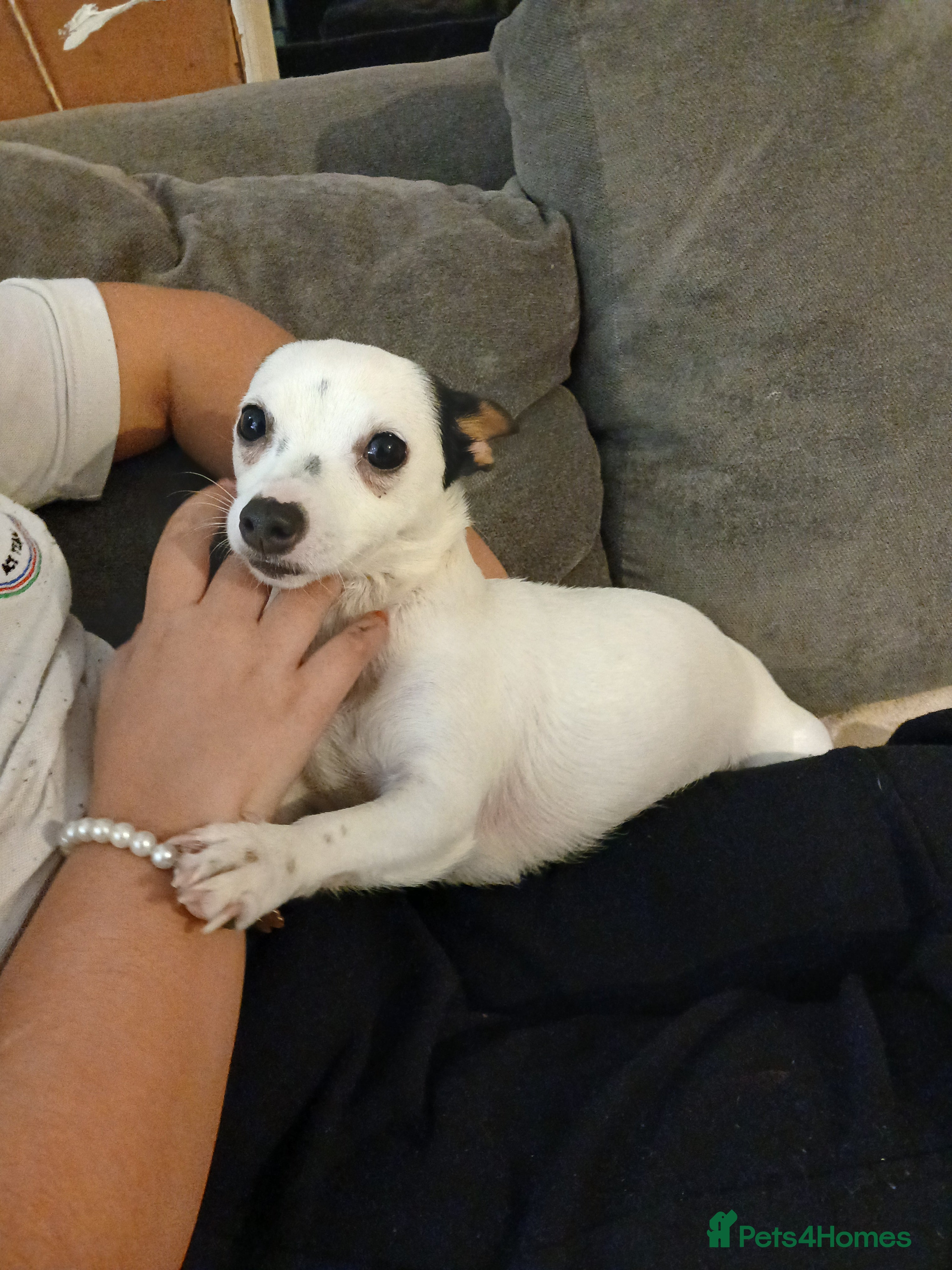 Mixed Breed dogs Female jack russle 1 years old - Advert 2