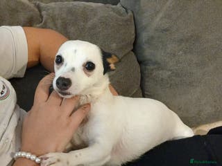 Mixed Breed dogs Female jack russle 1 years old - Advert 13