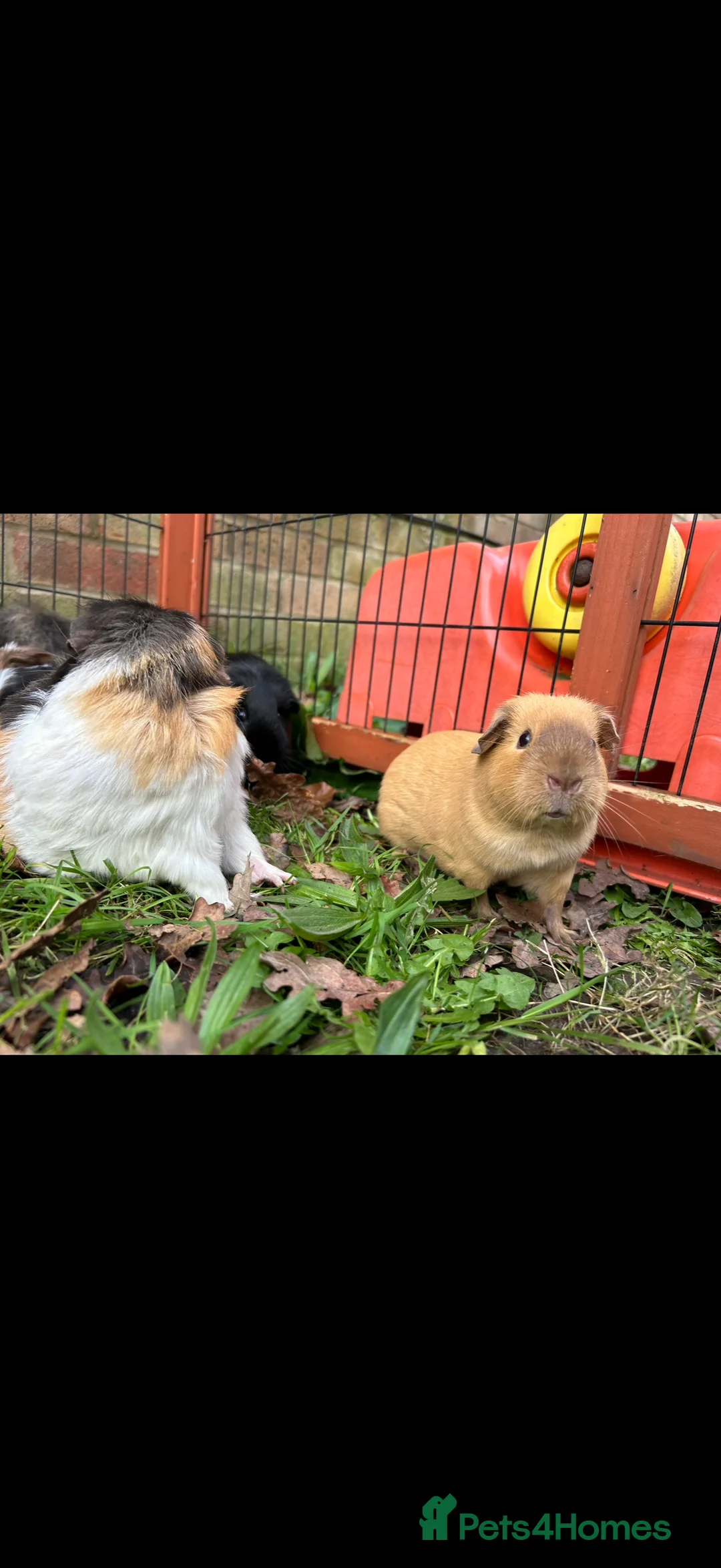 Guinea Pig rodents for sale: Californian female guinea pig  - Advert 4