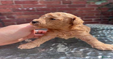 Toy Poodle dogs - Advert 8
