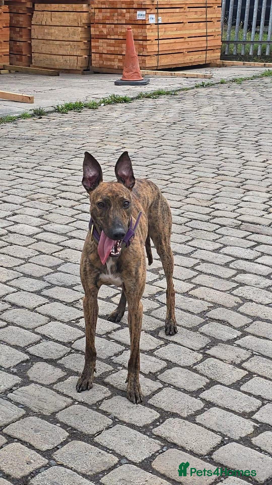 Lurcher dogs Beautiful 14 months old small male lurcher  - Advert 1