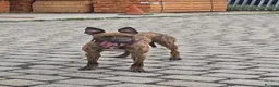 Lurcher dogs for sale: Beautiful 14 months old small male lurcher  - Advert 1