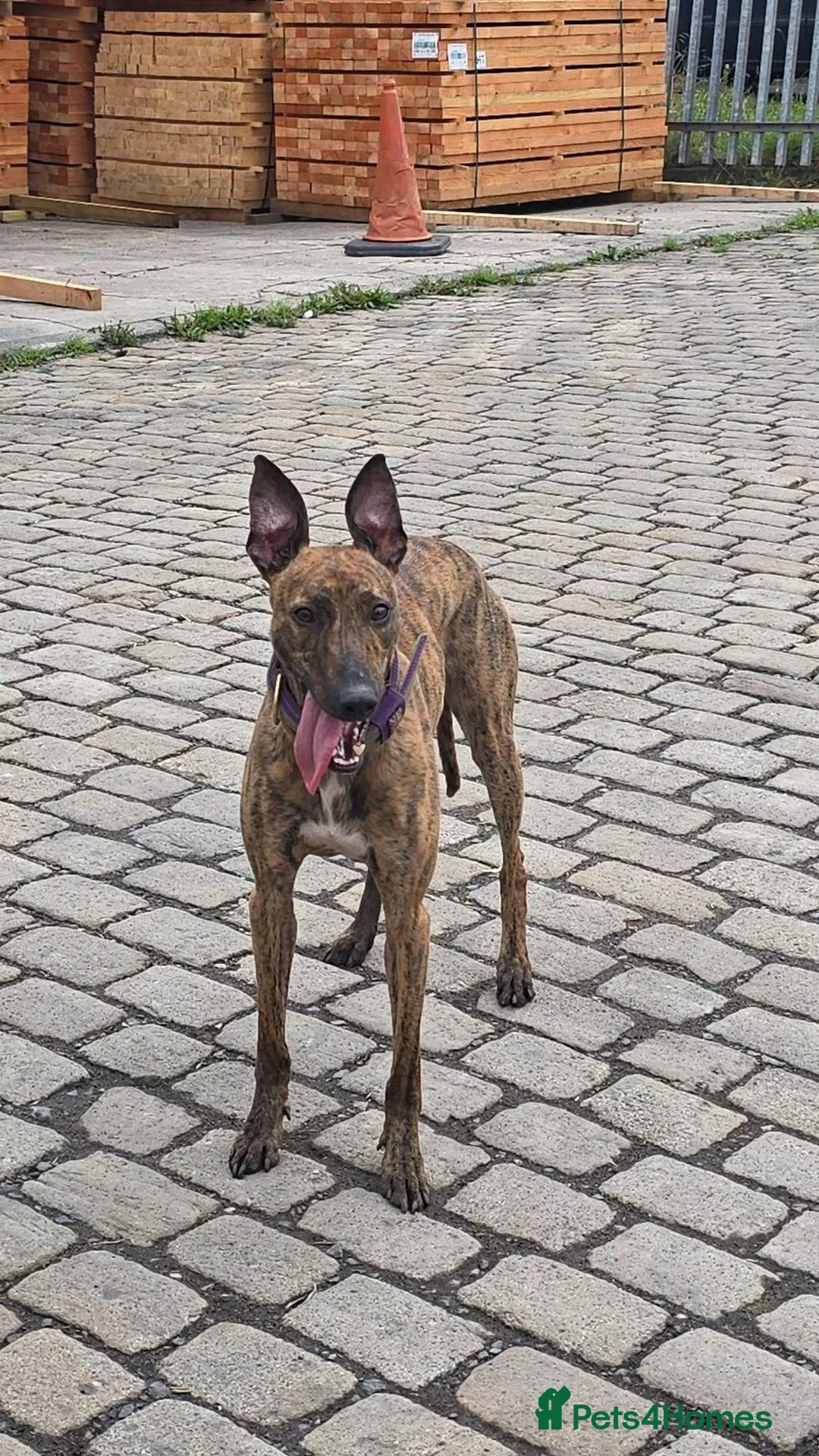 Lurcher dogs for sale: Beautiful 14 months old small male lurcher  - Advert 1