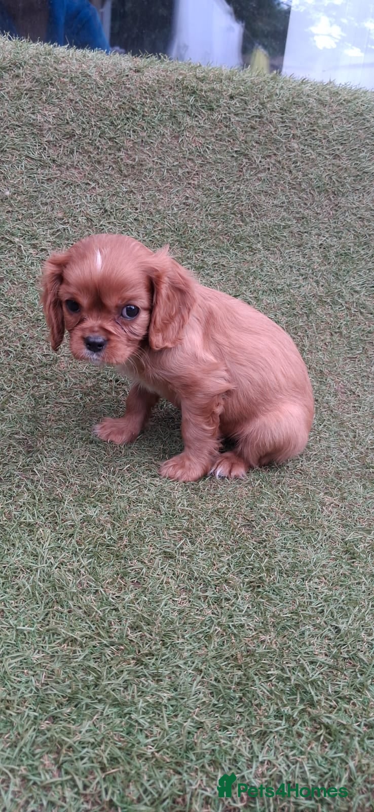 Cavalier King Charles Spaniel dogs for sale: Beautiful King Charles Cavalier  in Greenhithe - Advert 5