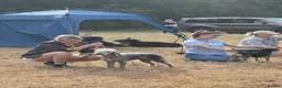 Mixed Breed dogs for sale: Beautiful Bedlington Whippet First Cross Puppies in Okehampton - Advert 8