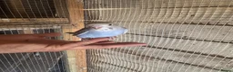 Budgerigars birds for sale: Budgies for sale £40 each collection mk404nn - Advert 6