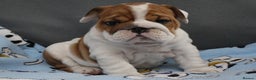English Bulldog dogs for sale: English Bulldog Boy, 14 Weeks For Sale - Advert 6