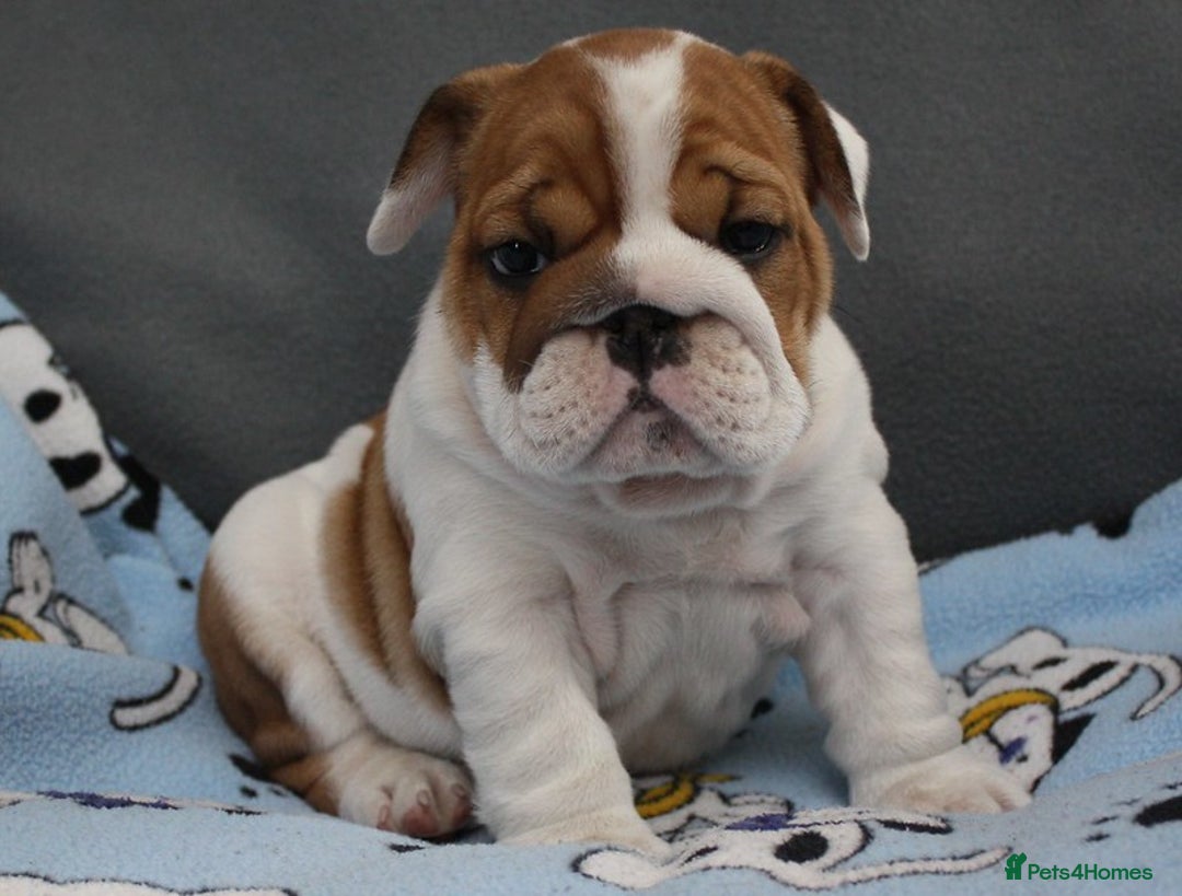 English Bulldog dogs for sale: English Bulldog Boy, 14 Weeks For Sale - Advert 6