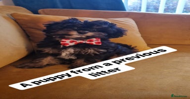 Cavapoo dogs - Advert 4