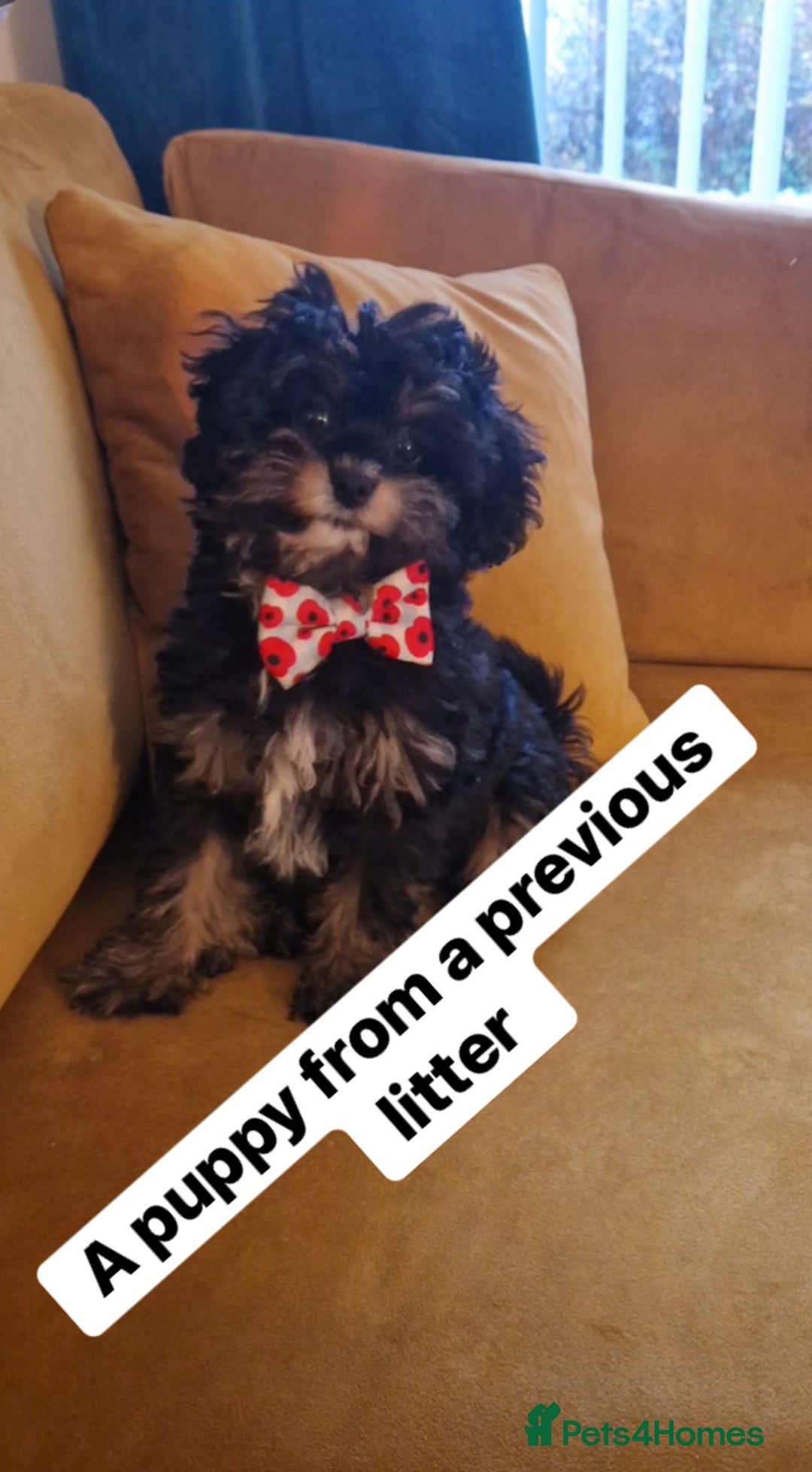 Cavapoo dogs for sale: Toy cavapoo WAITING LIST - Advert 3