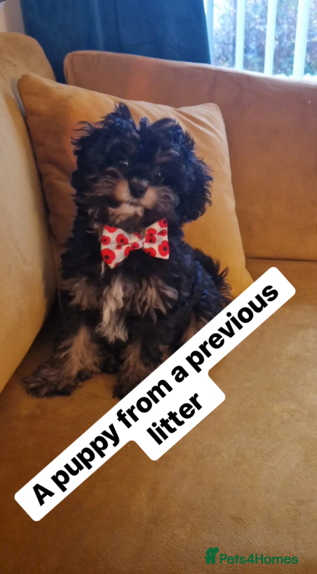 Cavapoo dogs for sale: Toy cavapoo WAITING LIST - Advert 4