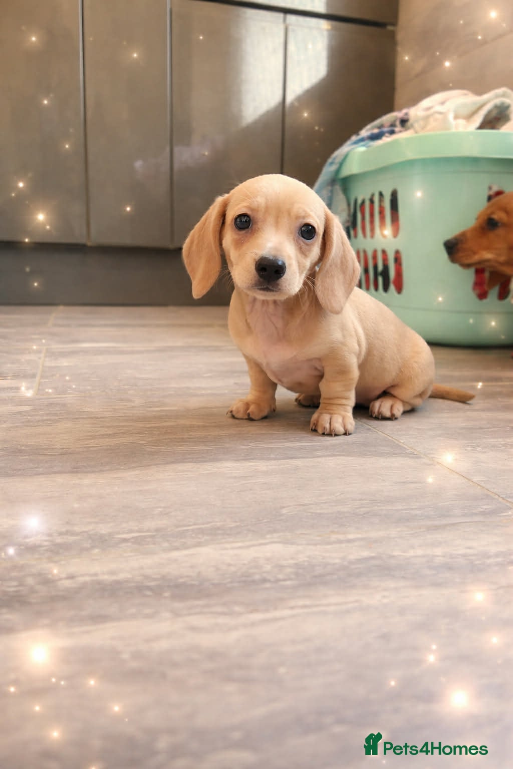 Miniature Dachshund dogs Pra hereditary clear dachshund pups - Advert 13