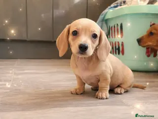 Miniature Dachshund dogs Pra hereditary clear dachshund pups - Advert 13