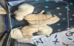 Golden Retriever dogs for sale: Golden retriever puppies  - Image 37