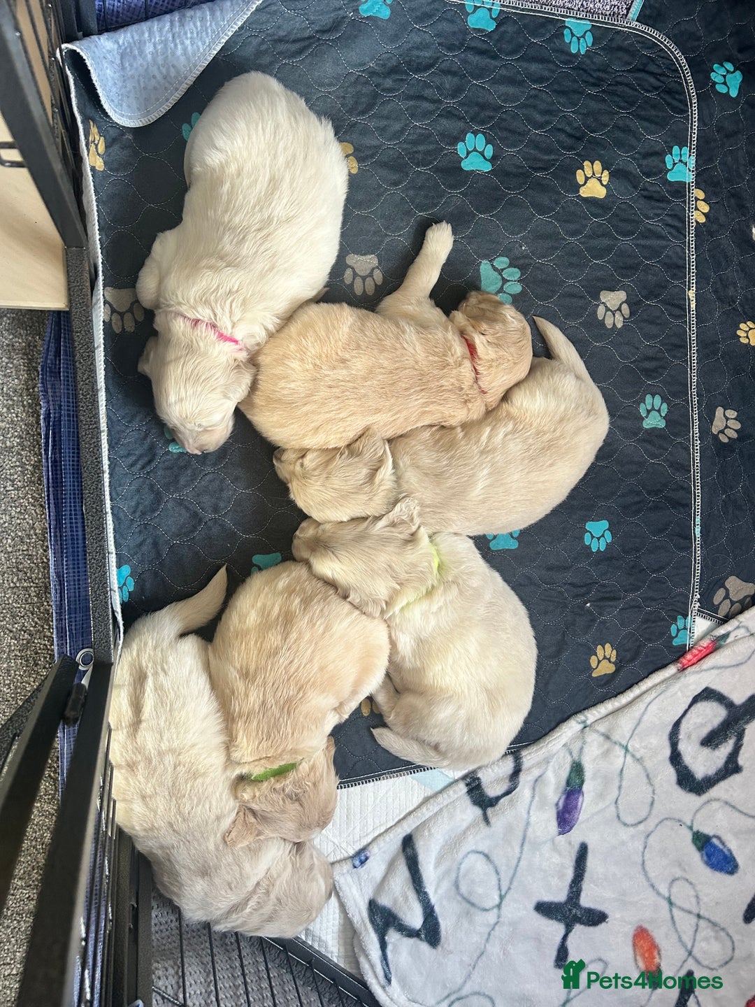 Golden Retriever dogs for sale: Golden retriever puppies  - Image 37