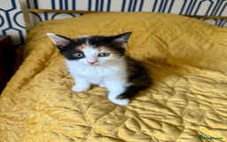British Shorthair cats for sale: Pure British Shorthair Kittens Ready Now! - Image 23
