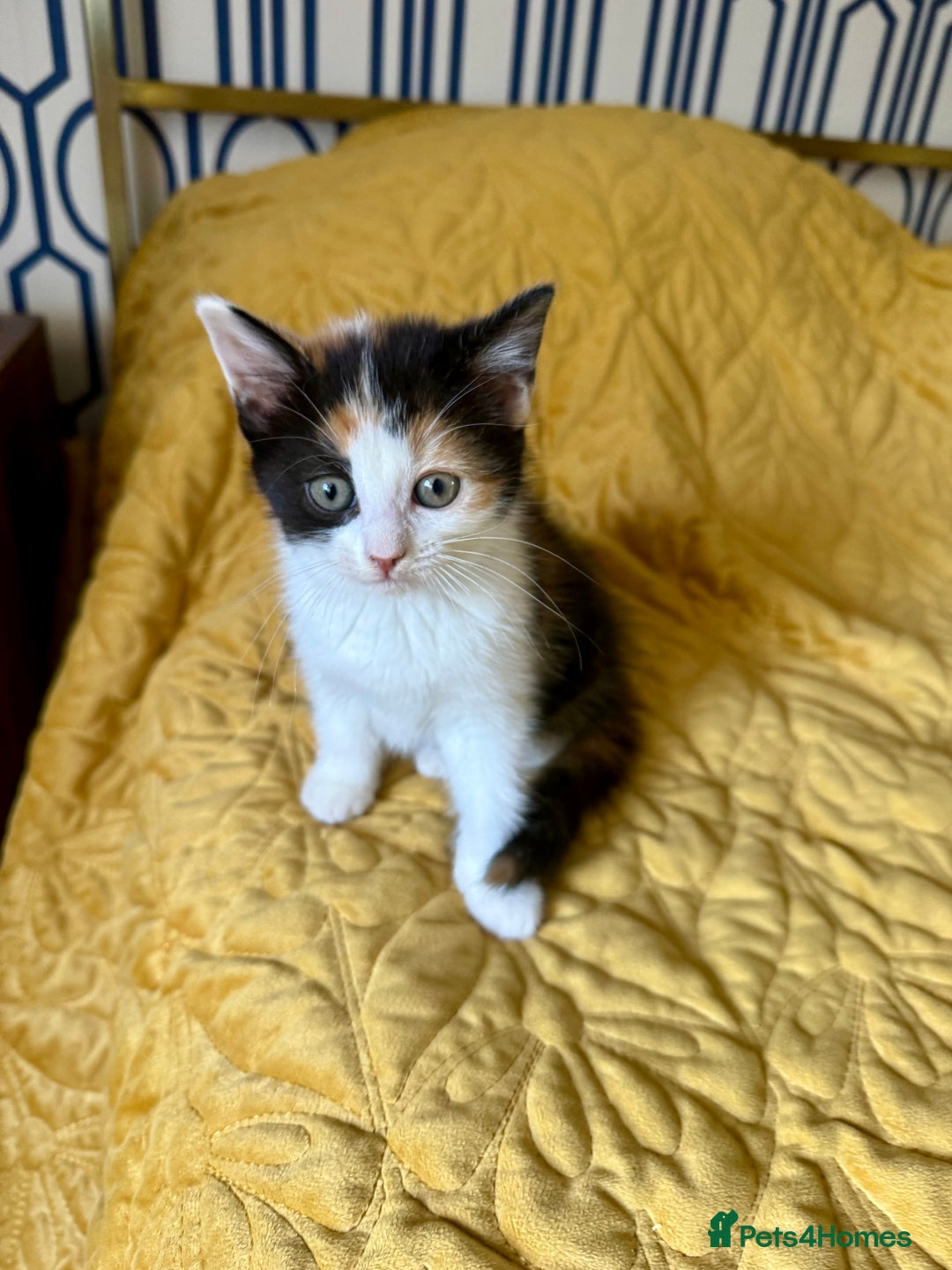 British Shorthair cats for sale: Pure British Shorthair Kittens Ready Now! - Image 23