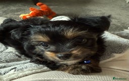 Chorkie dogs for sale: Chihuahua/yourkshire terrier pups - Image 5