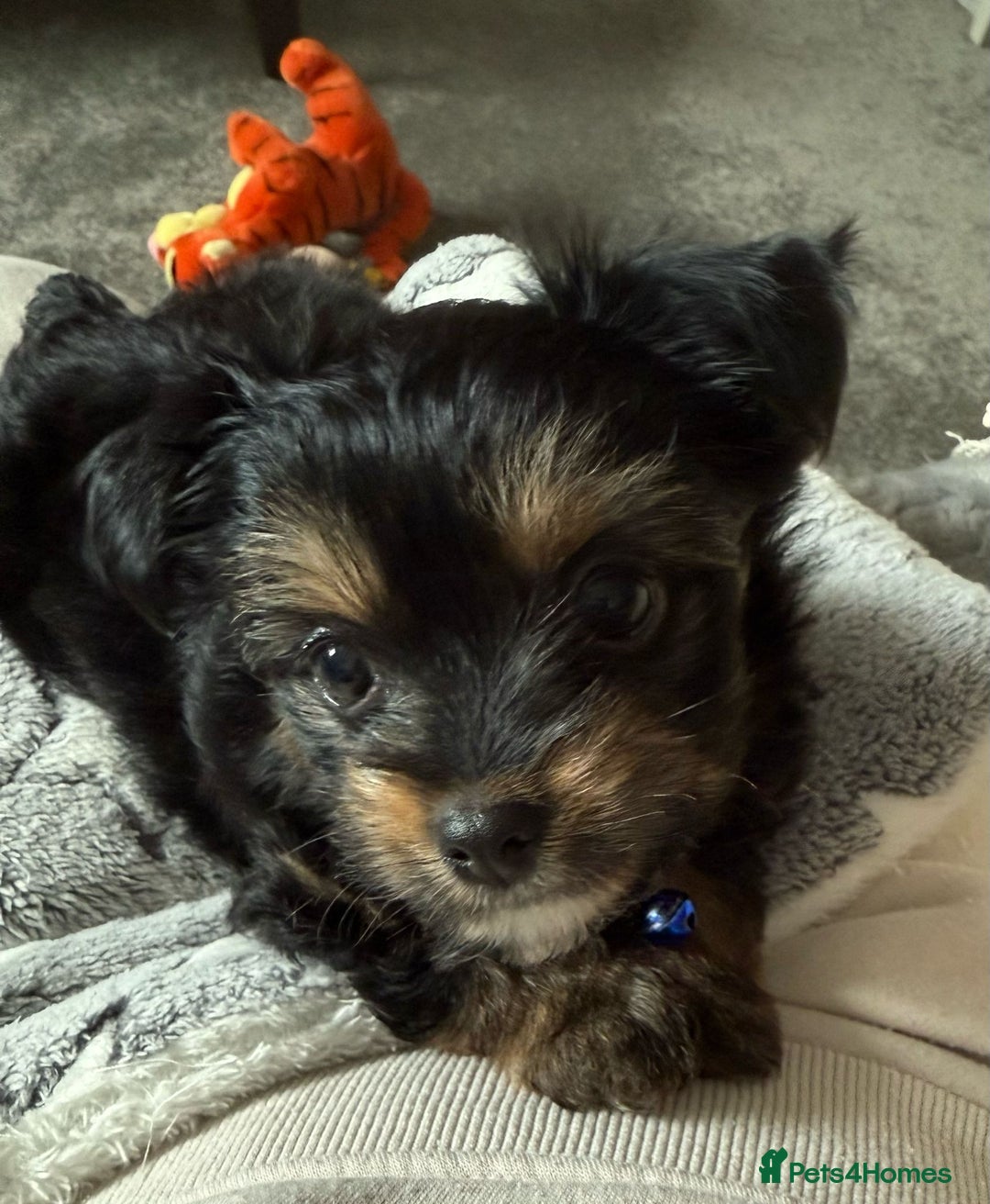 Chorkie dogs for sale: Chihuahua/yourkshire terrier pups - Image 5