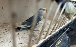 Lovebirds birds for sale: Lovebird for sale, all in good health  - Image 4