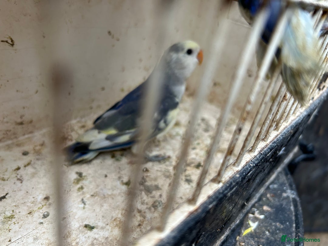 Lovebirds birds for sale: Lovebird for sale, all in good health  - Image 4