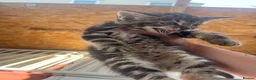 Mixed Breed cats for sale: Kittens for sale  - Advert 4