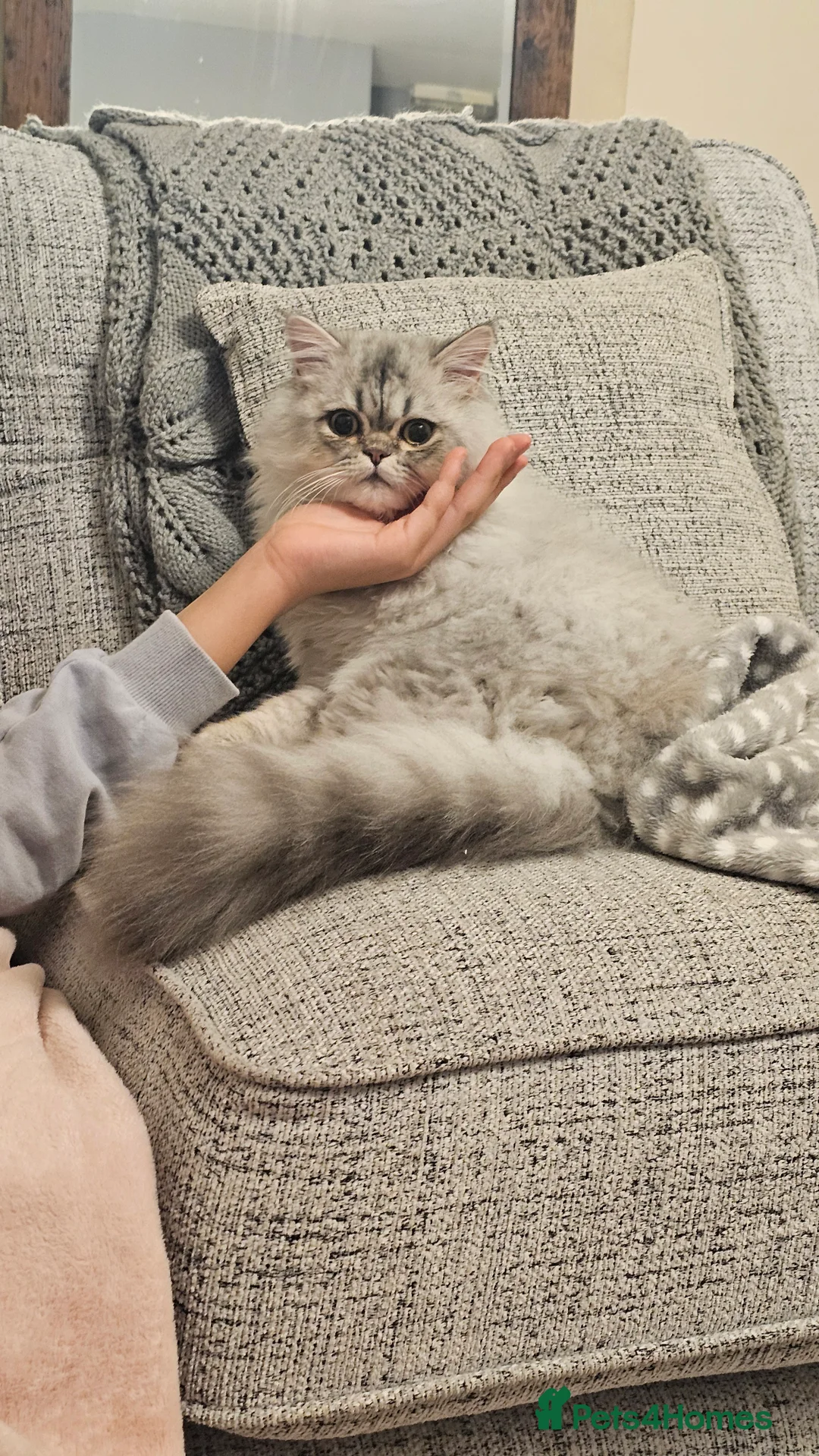 Persian cats for sale: Persian Chinchilla  - Advert 6